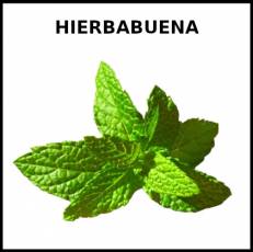 HIERBABUENA - Foto