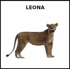 LEONA - Foto