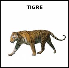 TIGRE - Foto