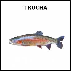 TRUCHA (ANIMAL) - Foto