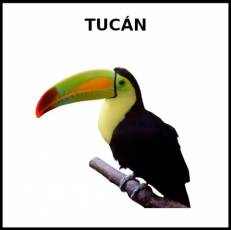 TUCÁN - Foto