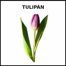 TULIPÁN - Foto