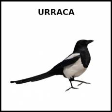 URRACA - Foto
