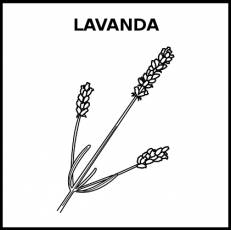 LAVANDA - Pictograma (blanco y negro)
