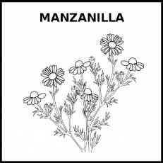 MANZANILLA - Pictograma (blanco y negro)