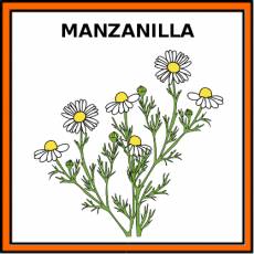 MANZANILLA - Pictograma (color)