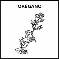 ORÉGANO - Pictograma (blanco y negro)