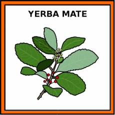 YERBA MATE - Pictograma (color)