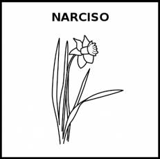 NARCISO - Pictograma (blanco y negro)