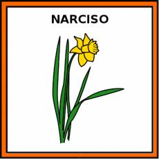 NARCISO - Pictograma (color)