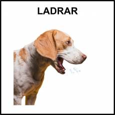 LADRAR - Foto