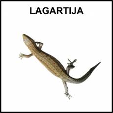 LAGARTIJA - Foto