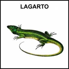 LAGARTO - Foto