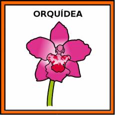 ORQUÍDEA - Pictograma (color)