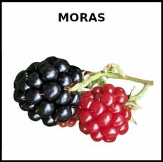 MORAS - Foto