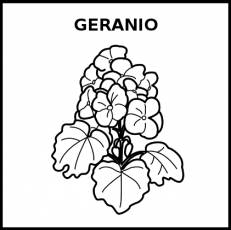 GERANIO - Pictograma (blanco y negro)