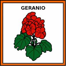 GERANIO - Pictograma (color)