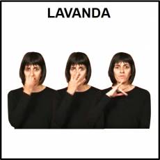 LAVANDA - Signo