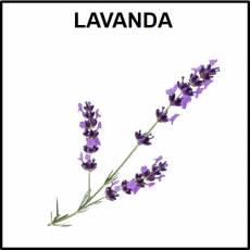 LAVANDA - Foto