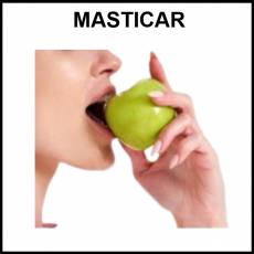 MASTICAR - Foto