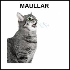 MAULLAR - Foto
