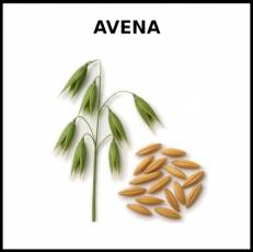 AVENA - Foto