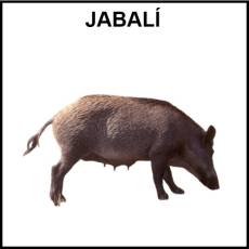 JABALÍ - Foto